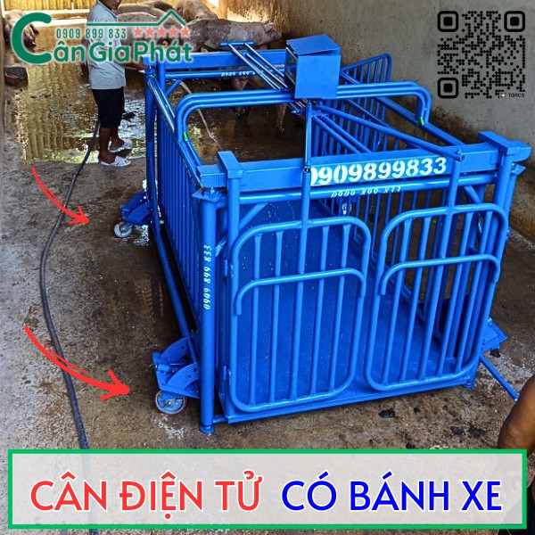 Cân điện tử chăn nuôi màu xanh có bánh xe di chuyển của Cân Gia Phát trong chuồng trại